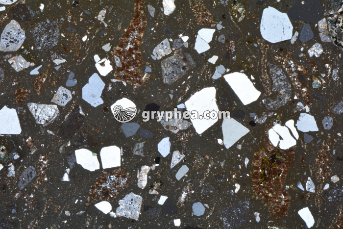 Rhyolite LPA x3,5 - gryphea.com